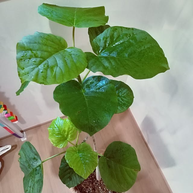 mocomocoさんの部屋