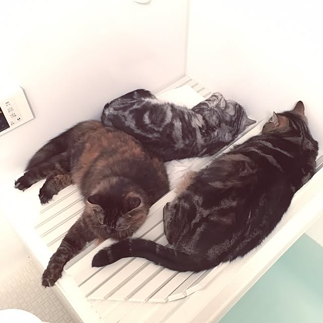 mikomaruさんの実例写真