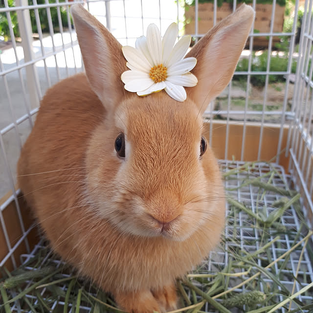 aiさんの実例写真