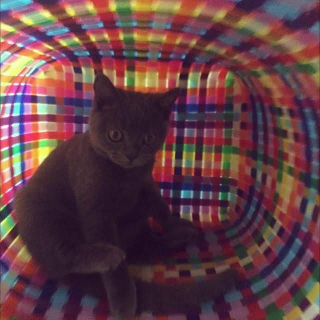 Shojiさんの実例写真