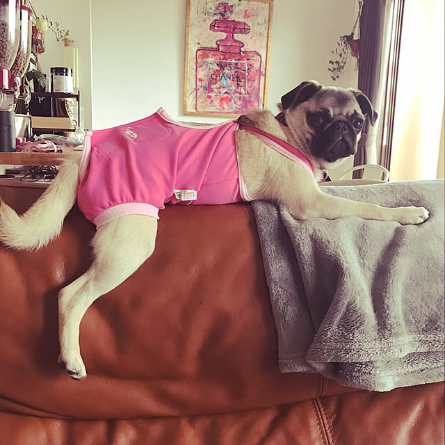 smok.doggさんの実例写真
