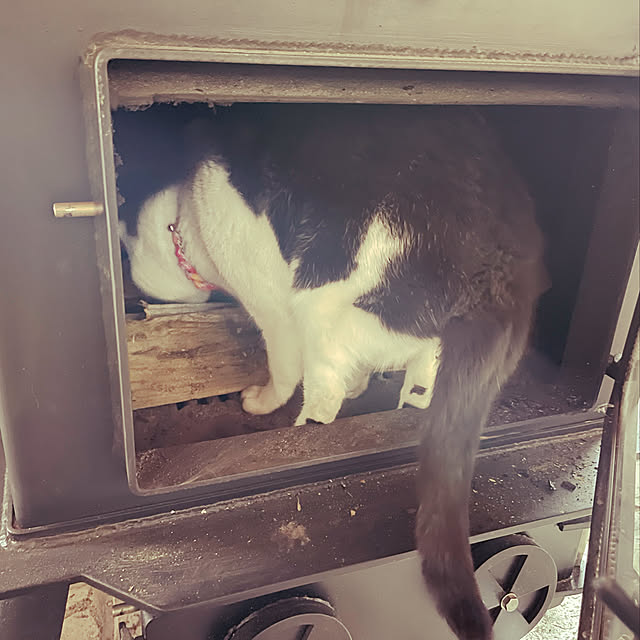 nekosamaさんの実例写真
