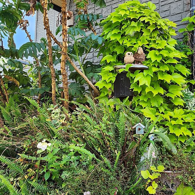 GreenHomeさんの部屋