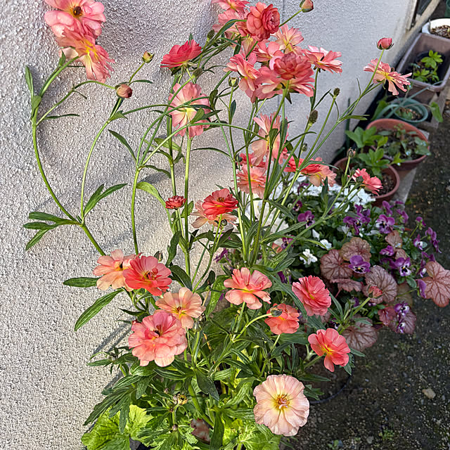 buchiさんの部屋