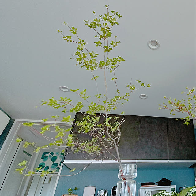 ドウダンツツジ/観葉植物/キッチンのインテリア実例 - 2022-05-12 00:01:54