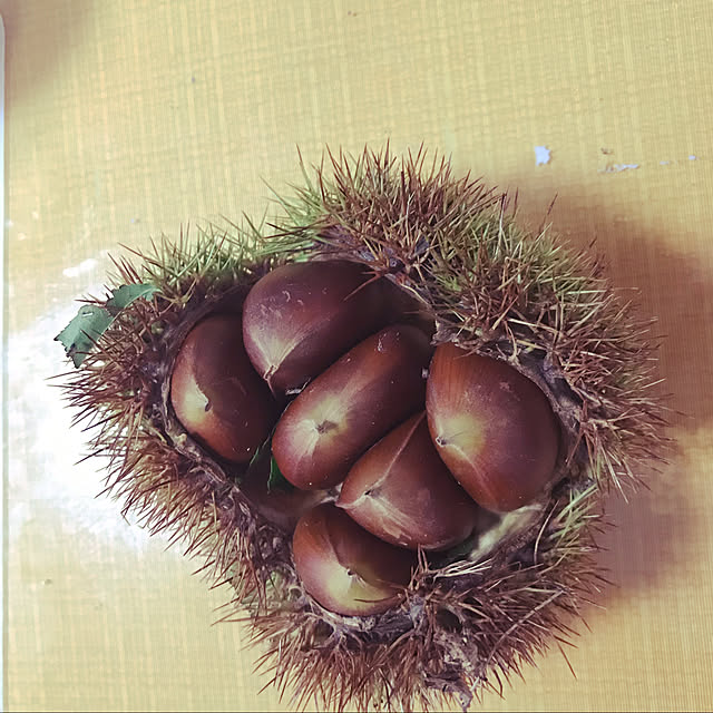 yoshie1197さんの実例写真