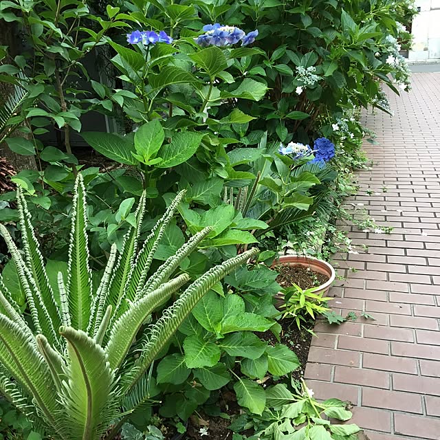 akkoさんの実例写真