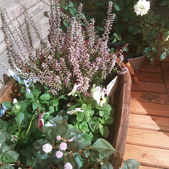 springさんの実例写真
