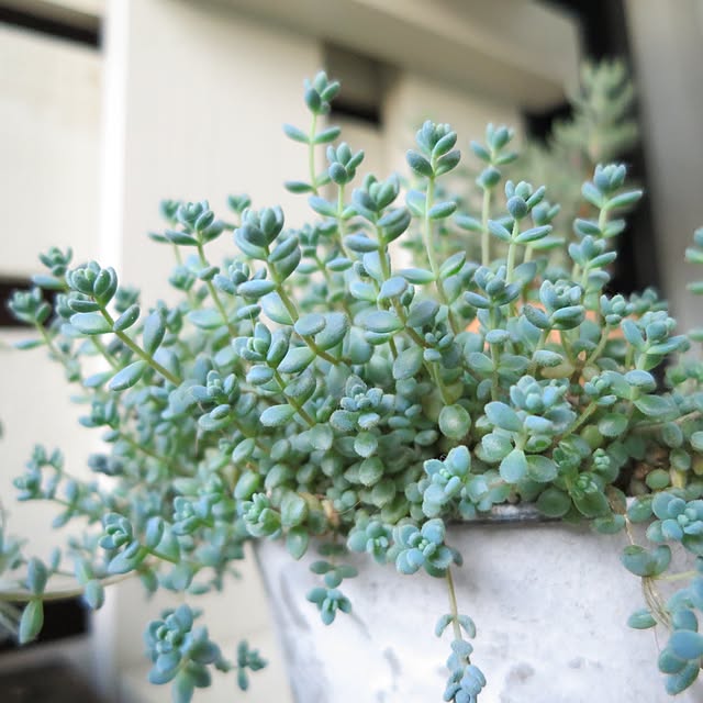 多肉植物 ブレビフォリウムのおしゃれなアレンジ・飾り方の 多肉植物 ブレビフォリウムのおしゃれなアレンジ・飾り方の