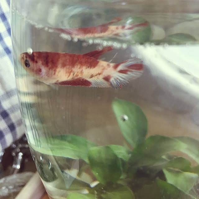 zuborararaさんの実例写真