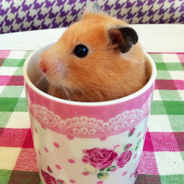 HappyRoseさんの実例写真