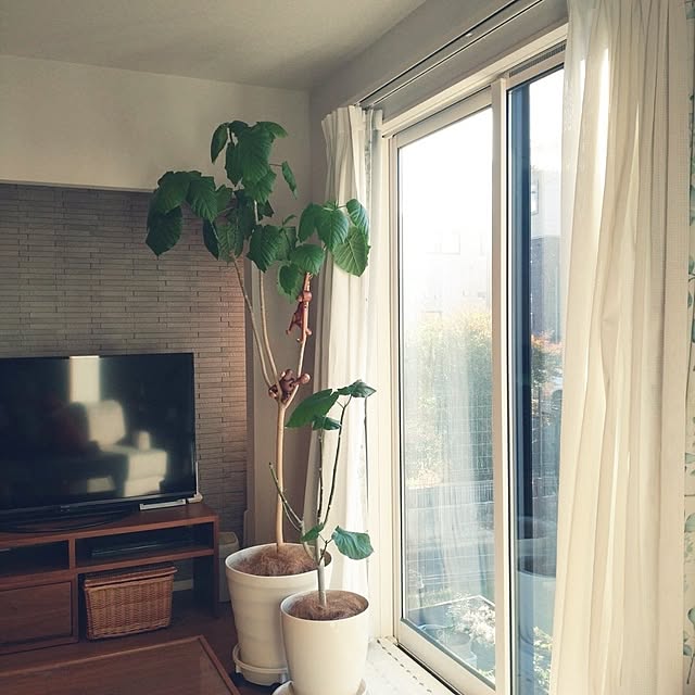 tan5さんの実例写真