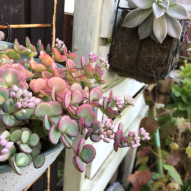 kokko3さんの実例写真