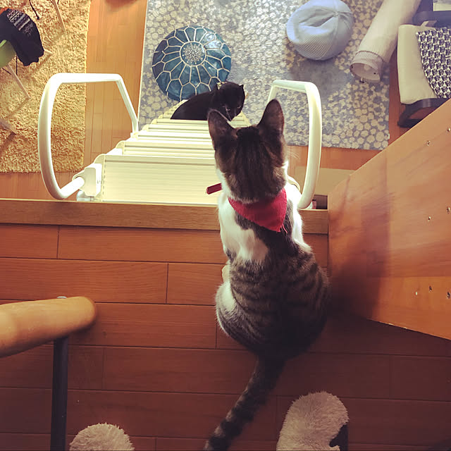 jijiさんの実例写真