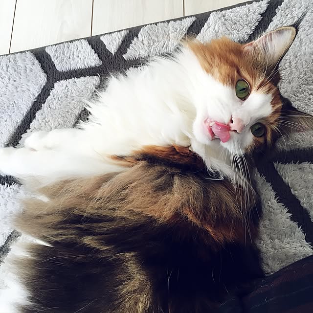 Tomokoさんの実例写真