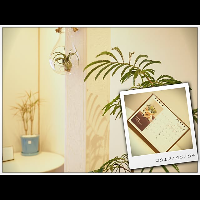 部屋全体/観葉植物/ナチュラルのインテリア実例 - 2017-06-14 16:02:18