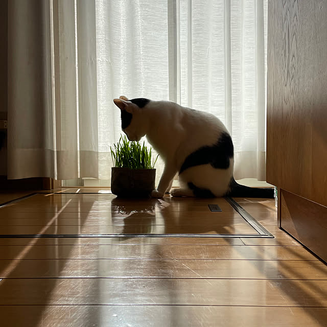 nobikoさんの部屋
