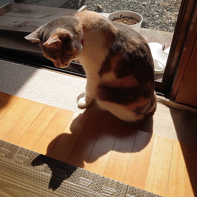 fukuさんの実例写真