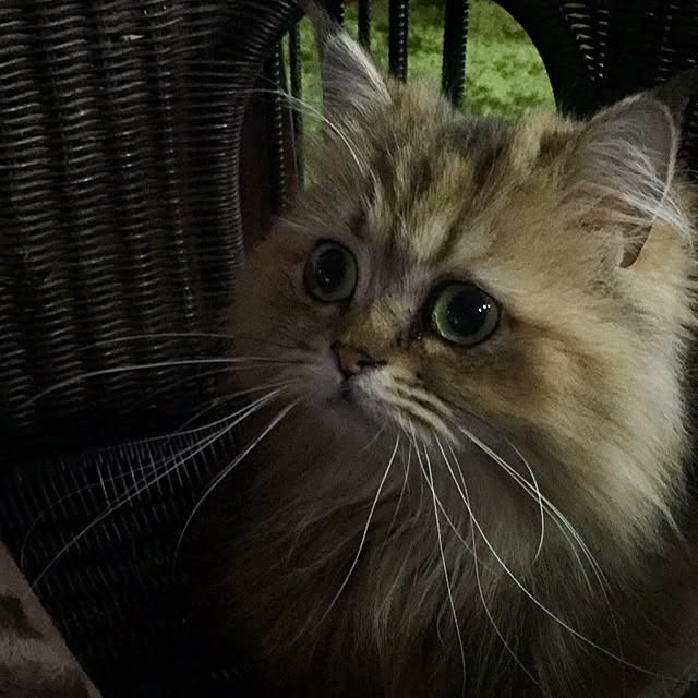 butachanさんの実例写真