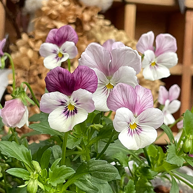 shiropenguinさんの部屋