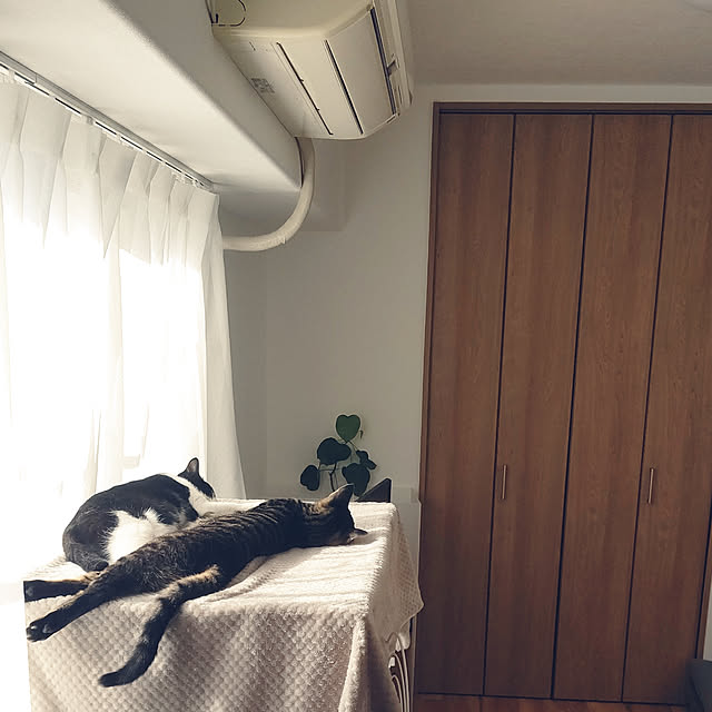 hihaさんの実例写真