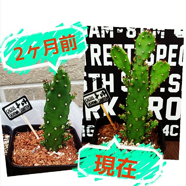 SUNNY-SMILE.rinさんの実例写真