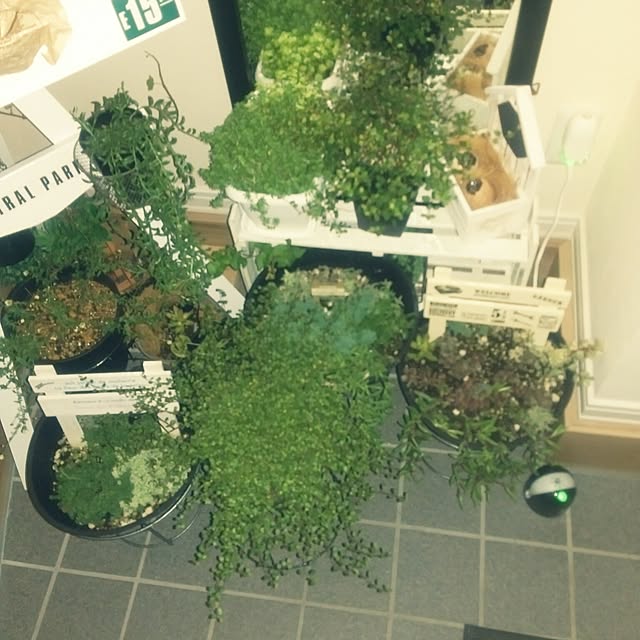 ikt.tamaさんの実例写真