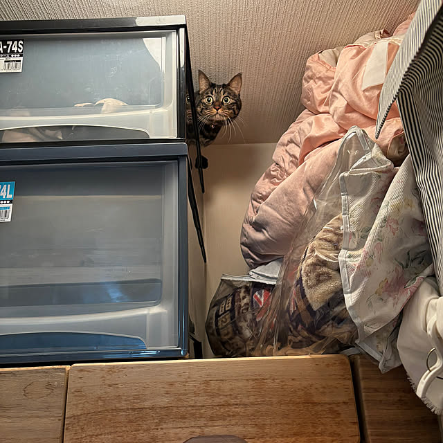 momocchiさんの実例写真