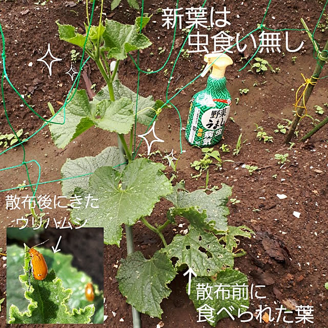 kazuraさんの実例写真