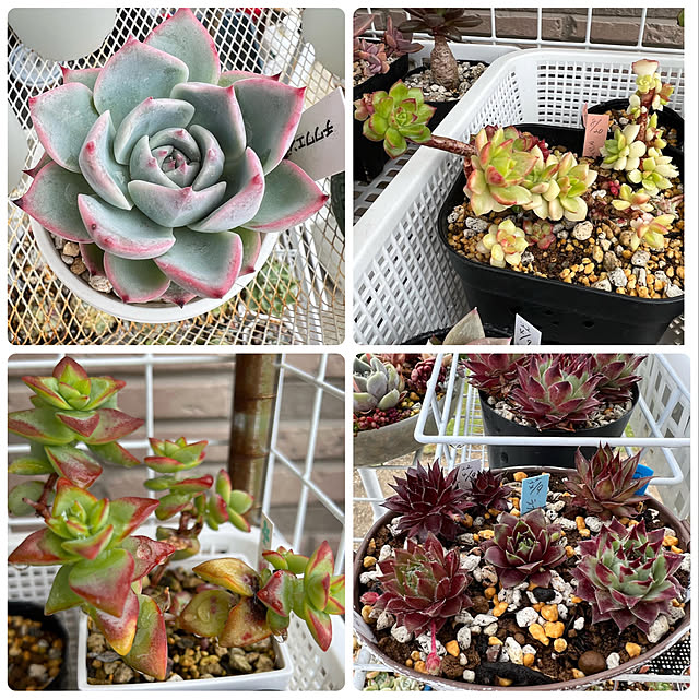 melmelさんの実例写真