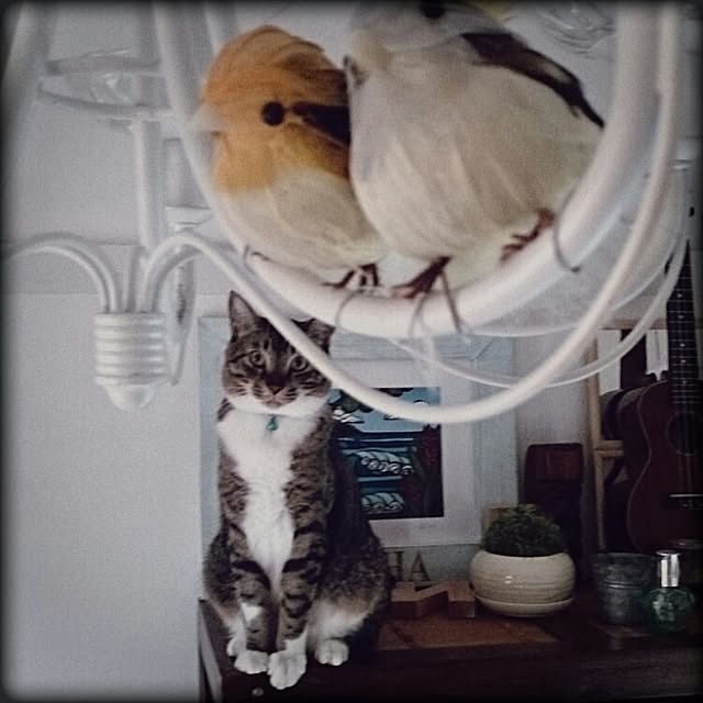 Lukiさんの実例写真