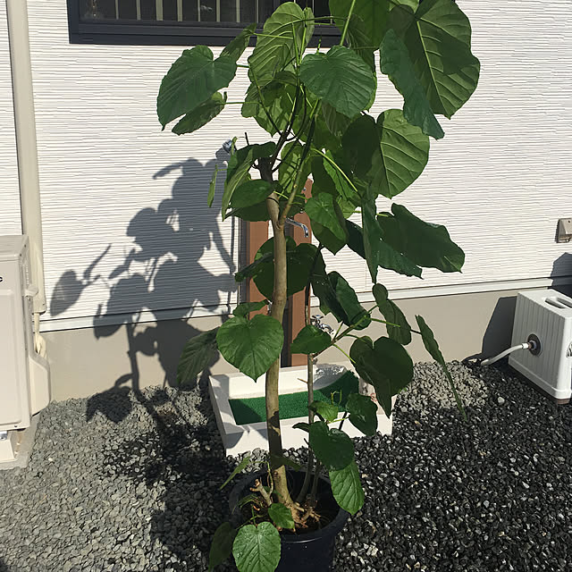 mint_homeさんの実例写真