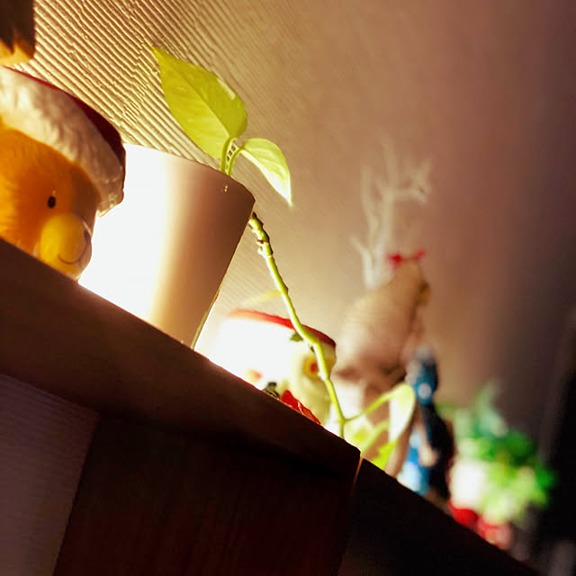 Yumiさんの実例写真