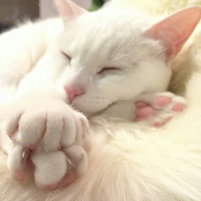 kikinanaさんの実例写真