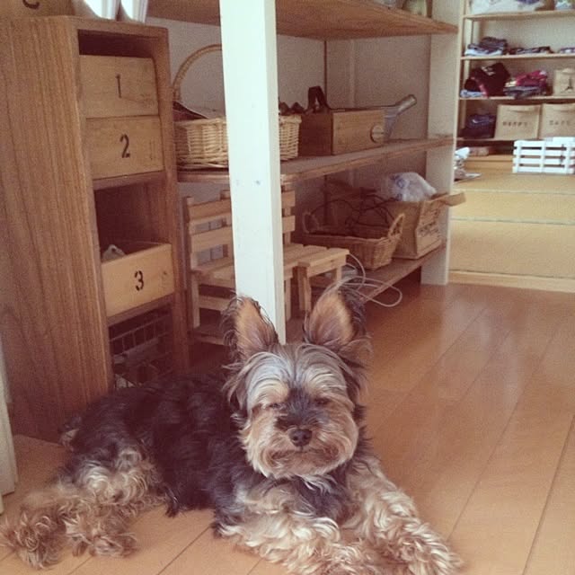 mayuoさんの実例写真