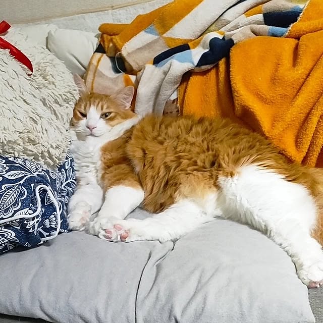 猫/ねこと暮らす/ねこのいる暮らし/可愛いは正義/かわいい...などのインテリア実例 - 2025-01-06 19:52:06