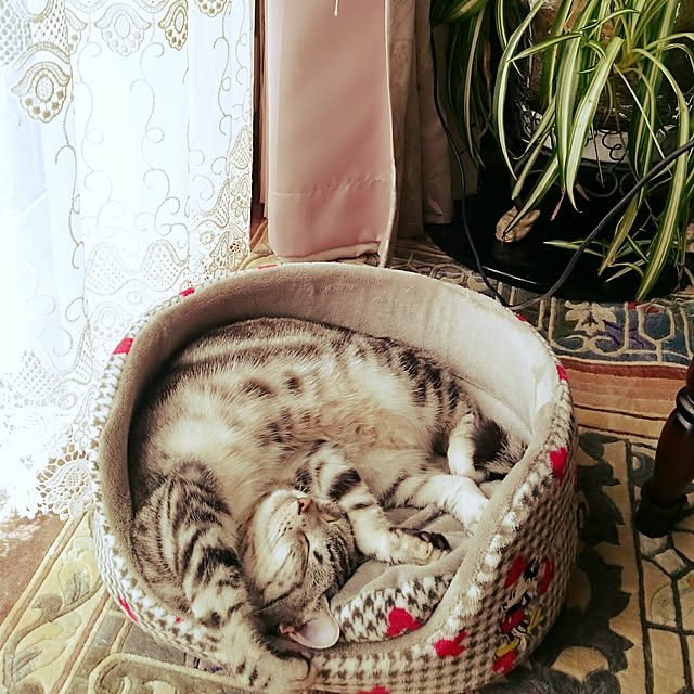 Reoさんの実例写真