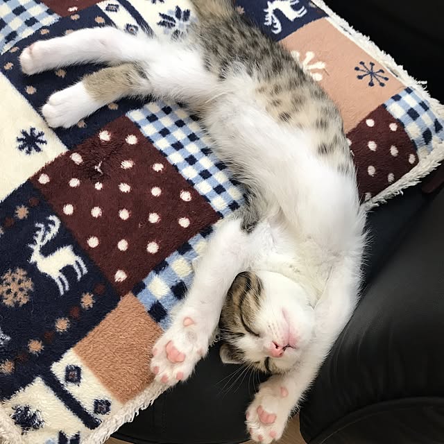 keichanさんの実例写真