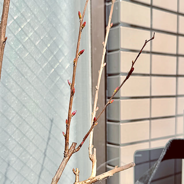 dadarikaさんの部屋