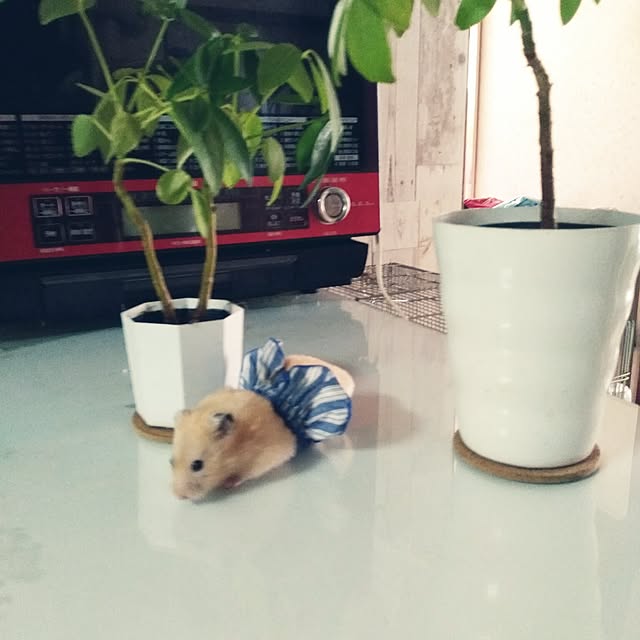 fruityanさんの実例写真
