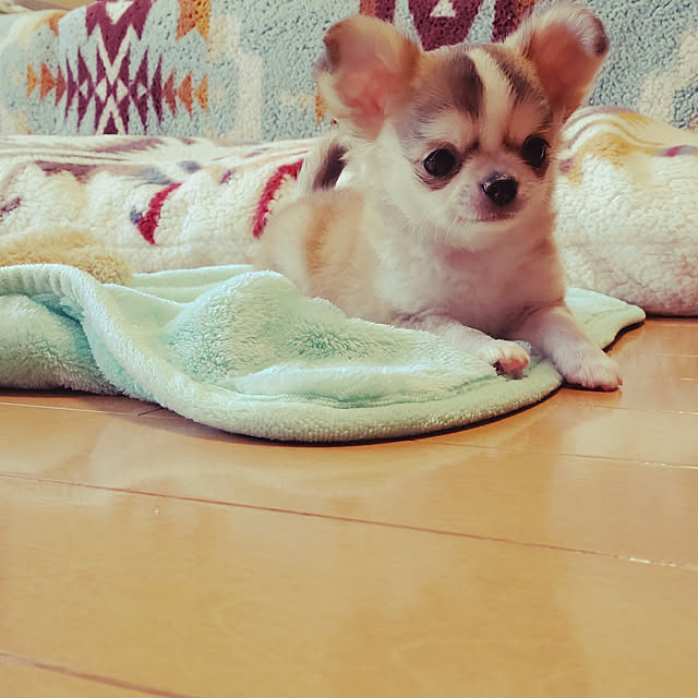 macyaさんの実例写真