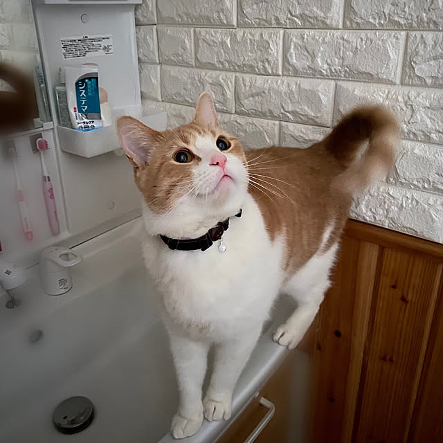mintteaさんの実例写真