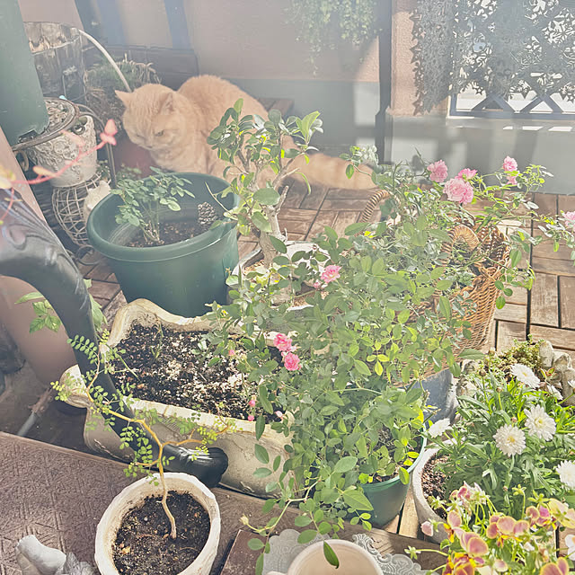 naokoさんの実例写真