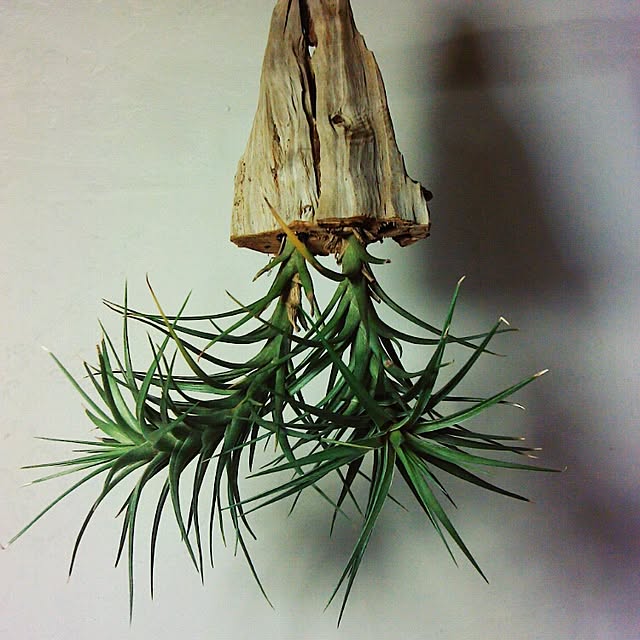 Plantexhibitionhallさんの実例写真