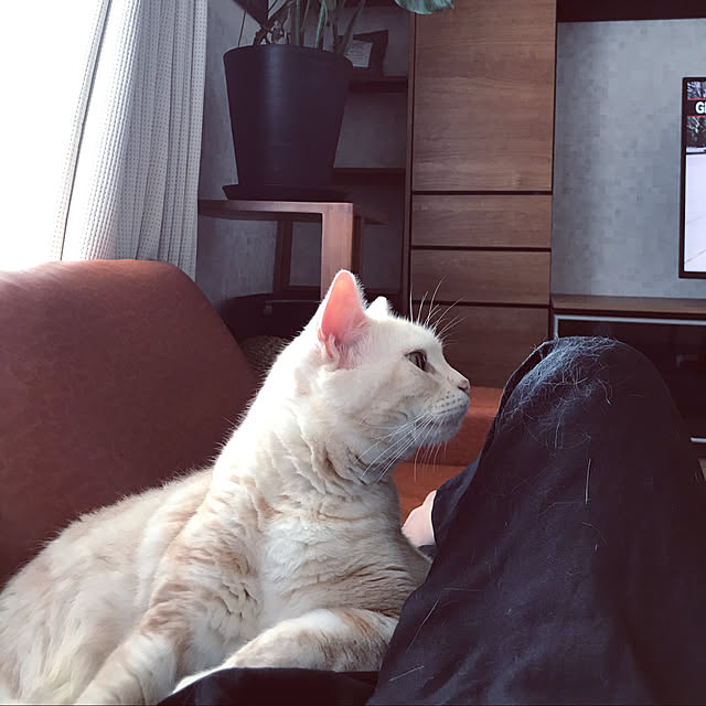 hiyupan88さんの実例写真