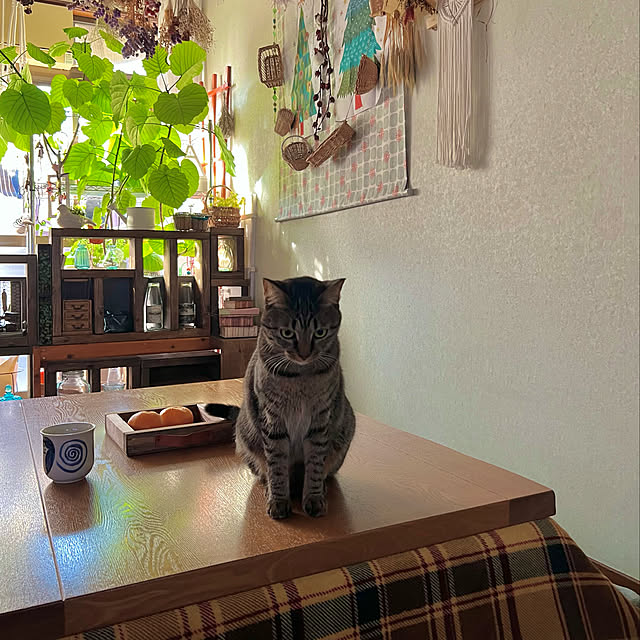 mohhaさんの実例写真