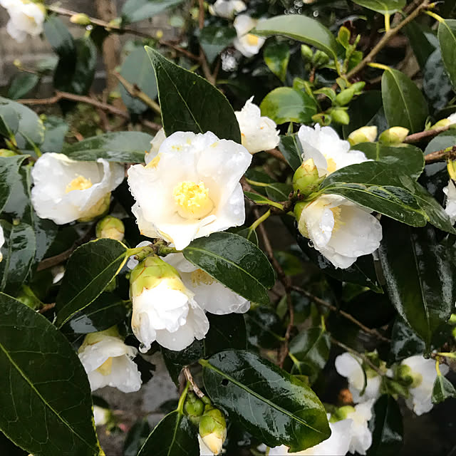 sakura1116さんの実例写真