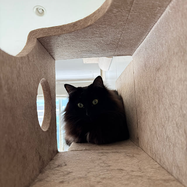 kokkomachaさんの部屋