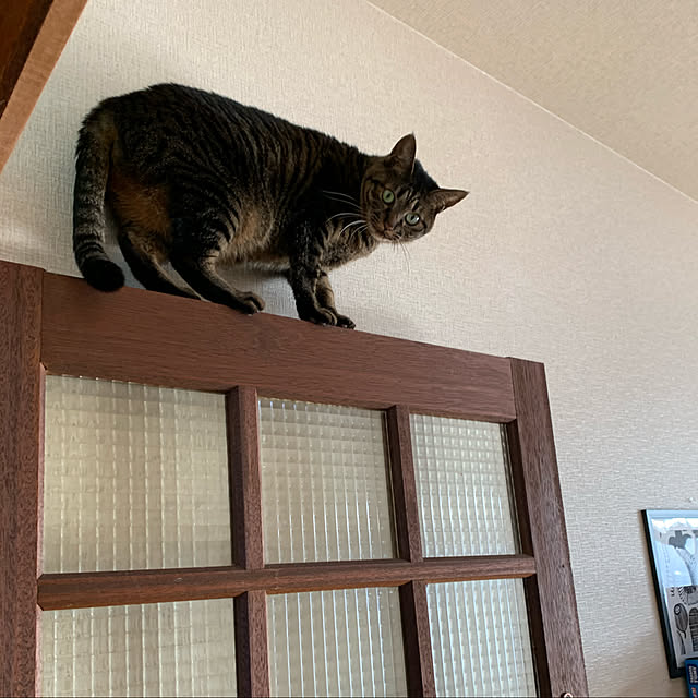 kuromiさんの実例写真