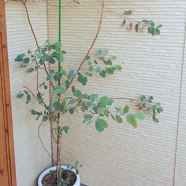 玄関/入り口/観葉植物のインテリア実例 - 2022-08-07 18:43:06